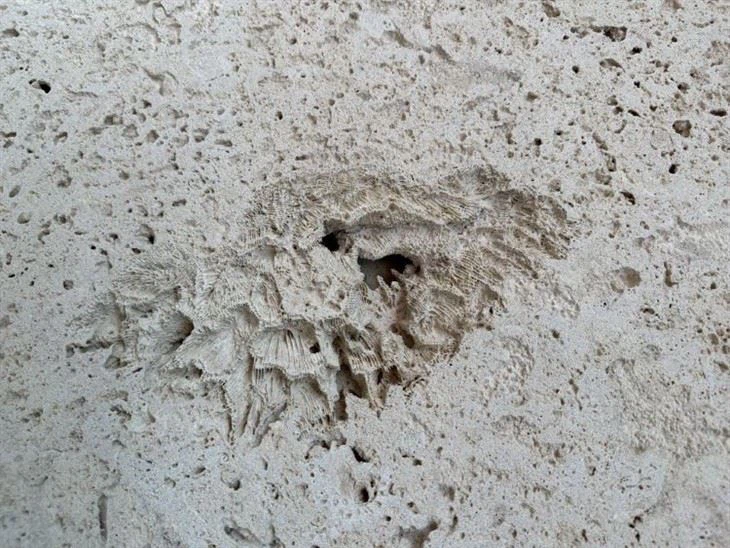 Coralina Beige Coral Stone Tiles