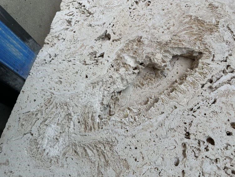 Coralina Beige Coral Stone Countertop Coralina Beige Coral Stone Countertop